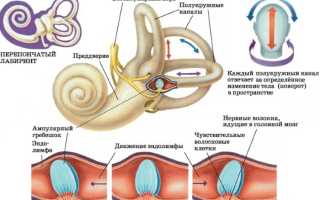 Бетагистин (Betahistine). Отзывы пациентов принимавших препарат, инструкция по применению, аналоги, цена