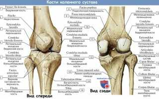 Крестообразные связки коленного сустава анатомия