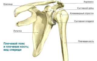 Лучевая кость фото