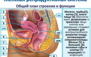 Строение человека. Внутренние органы, фото с надписями, кости спереди женщина, мужчина. Анатомия для детей 2-4 класс