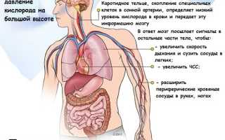 Гипоксия головного мозга симптомы у взрослых лечение