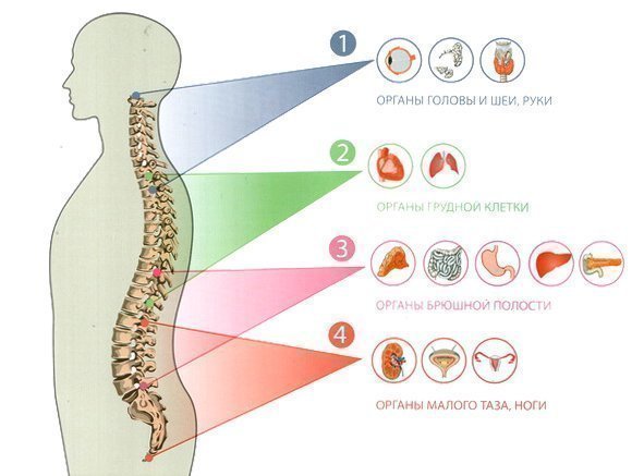 Связь позвоночника с внутренними органами человека