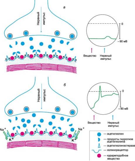 Действие миорелаксантов на синапс Действие миорелаксантов на синапс